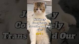 Jealous Cats Compilation part 1 Watch Their Hilarious Reactionsfunnycats jealousy funnyanimals [upl. by Haraf]