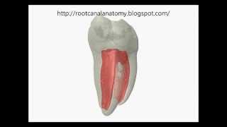 Mandibular First Molar Prof Marco Versiani [upl. by Nobie]