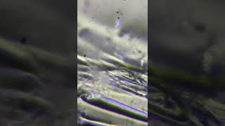 My Microscope Inspection  song “TOOHARSH”  song on my channel [upl. by Airlie791]