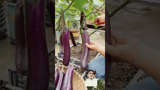 sabjiyan fruit agriculture ruralbeauty harvest enjoybeautifulnaturewithrurallife [upl. by Erdeid]