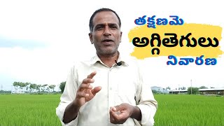 వరిలో అగ్గితెగులు నివారణ  Paddy blast control in telugu  varilo aggitegulu  Karshaka Nestham [upl. by Hannus]