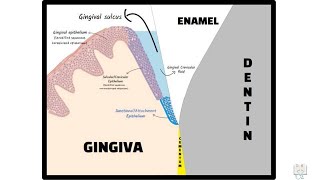 Junctional Epithelium Dentogingival Junction [upl. by Leary936]