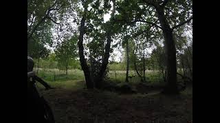 deer on skipwith common near selby [upl. by Nwhas488]