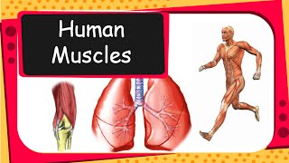 Science  Human Muscular System Tendons and Health of Bone and Muscle  English [upl. by Selassie]