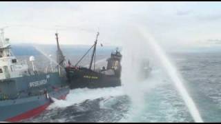 Sea Shepard boat steve irwin rams another vessel [upl. by Muraida]