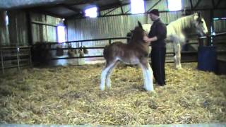 CUTEST FOAL EVER  Oak Grove Frank the Clydesdale Foal [upl. by Ozen940]