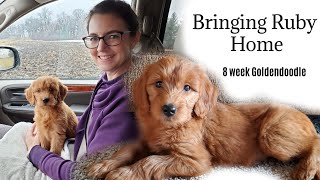 Bringing Home Our Goldendoodle Puppy  8 week old Goldendoodle [upl. by Esmaria796]