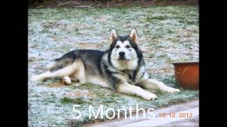 How quick an Alaskan Malamute grows in first Year [upl. by Tnarg]