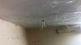 Asian Daddy Long Legs spiders 🕸🕷🏠🌃👻🕶🎆🔊🎛 [upl. by Arvid]