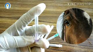 Vet Basics ll Various Needles and their uses in Veterinary Practice [upl. by Nirra]