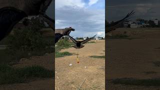 Very good my eagle videos tanning 🦅shortvideo nature eagle subscribe youtubeshorts wildlife [upl. by Nitfa]