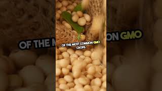 Truth Revealed Understanding GMO Foods Beyond the Hype [upl. by Agn206]