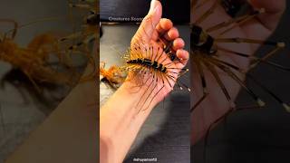 House CentipedeNatures Pest Control Experts [upl. by Norah]