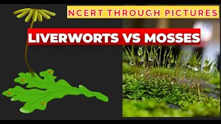 Plant kingdom  05  Liverworts vs Mosses  Class 11  NCERT  NEET  NCERT through pictures [upl. by Onaivatco]