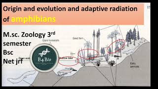 Origin evolution and adaptive radiation of Amphibia msc zoology 3rd semester biology of chordate [upl. by Jerz]