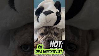 I invented the naughty 😈 list 🗓️👅 dog dogs bulldog frenchiefun [upl. by Noiraa609]