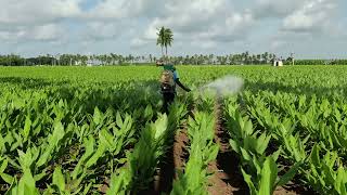 Spraying fungicides § Mancozeb 75 WP  Carbendazim 50 turmeric haldi farming video shortvideo [upl. by Reffinej]