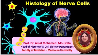 Histology of Nerve cells Prof Dr Amal Mohamed moustafa [upl. by Gord621]