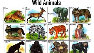 Wild Animals for kids  Wild Animals vocabulary  wild animal names animals english StudyIQKids [upl. by Hobart]