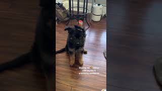 This puppy loves mango like his momma dogtraining germanshepherdpuppy puppytraining [upl. by Haidej]