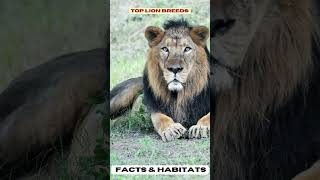 Top Lion Breeds Facts amp Habitats [upl. by Niltiak]