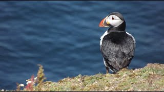 Pembrokeshire Puffins  Skomer Island  5 hour landing trip [upl. by Vani]