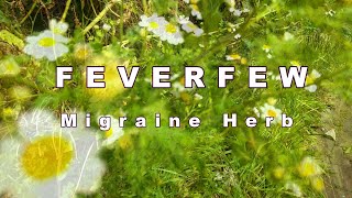 Feverfew  Idenfication amp Benefits [upl. by Ttenna]