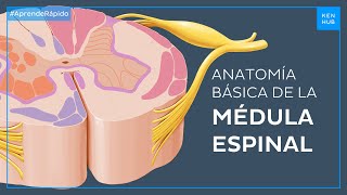 Médula espinal Anatomía básica en menos de 3 minutos  Anatomía Fácil  Kenh [upl. by Varien]