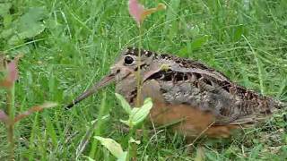 American Woodcock Dance [upl. by Ursulette]