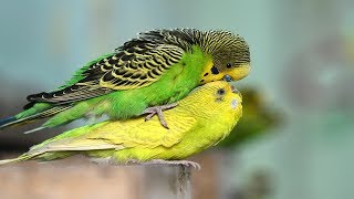 Budgies Parrots Mating  Birds Mating  Birds Love [upl. by Yadnus]