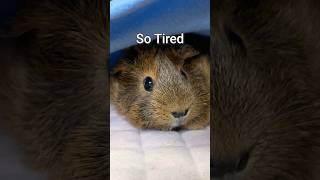 Rus Hump Day vibe Perpetually tired 😪 shorts guineapig guineadad [upl. by Simone]