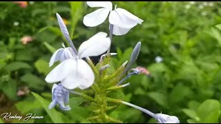 Plumbago Zeylanica  Daun Encok  Bunga Berkhasiat [upl. by Waneta]