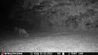 05 25 24 1243 01am Several deer eating in the lower back field near the mineral block deer [upl. by Llecram]