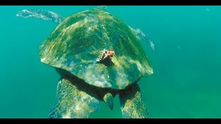 sea turtle tortuga Meeresschildkröte 1080p HD Relaxing Music Klangmassage [upl. by Yk495]