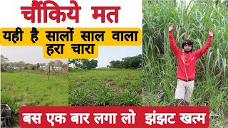 Super napier ki stick kha se kharide Farming leader  Farm baba Indian farmer  Farming management [upl. by Odnomor]