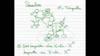 Erfelijkheid  Stamboom 33 Xchromosomaal dominant recessief [upl. by Siroval707]