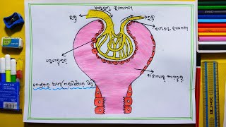 how to draw malpighian corpuscle drawing  malpighian corpuscle diagram 10th class  Subham Art [upl. by Aerdnaz]