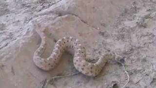 Sidewinder Rattlesnake in the Wild [upl. by Nuahsed227]