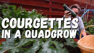 An update on the courgettes in the quadgrow and showing you powdery mildew [upl. by Enymzaj61]