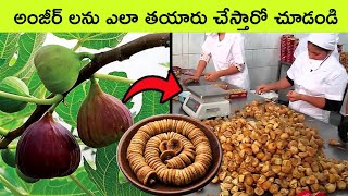 How Dried figs are made  anjeer marking process  facts in Telugu  bmc facts  Telugu facts [upl. by Eidok]