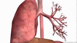 Respiratory System Introduction  Part 2 Bronchial Tree and Lungs  3D Anatomy Tutorial [upl. by Hpsoj]