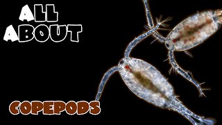 All About The Copepods [upl. by Llemrej]