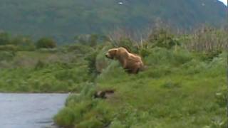 Bear Fight Kodiak Island [upl. by Irish]