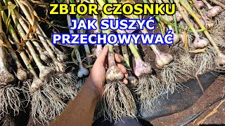 Zbiór Czosnku  Jak Zbierać Suszyć Przechowywać Czosnek Kiedy zbierać Czosnek jesienny Uprawa [upl. by Strenta]