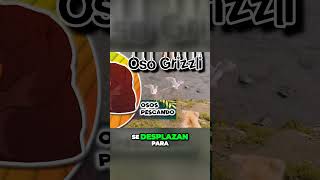 Osos grizzly aprenden el arte de la pesca y cautivan en TikTok [upl. by Daphie]