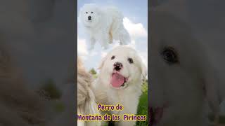 Perro de Montaña de los Pirineos Enamórate del Patou aquí  GREAT PYRENEES 🇪🇸🏔️🇫🇷🐶🐾 [upl. by Mcclure]