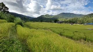 Highland Paddy field Harvesting season Tambunan Sabah [upl. by Idalina699]