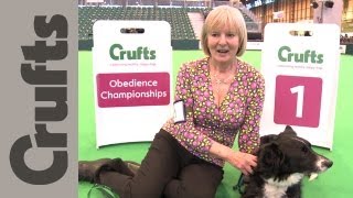 Dog Obedience Championship Winner and Judge [upl. by Gratiana]