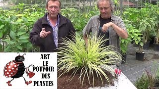 chaine tv de Jardinage acorus gramineus ogon Comment faire la Culture et division Plante vivace [upl. by Ema]