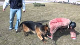 German shepherd defends owner against multiple attacks Protection Training [upl. by Sacksen]